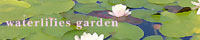 waterlilies garden